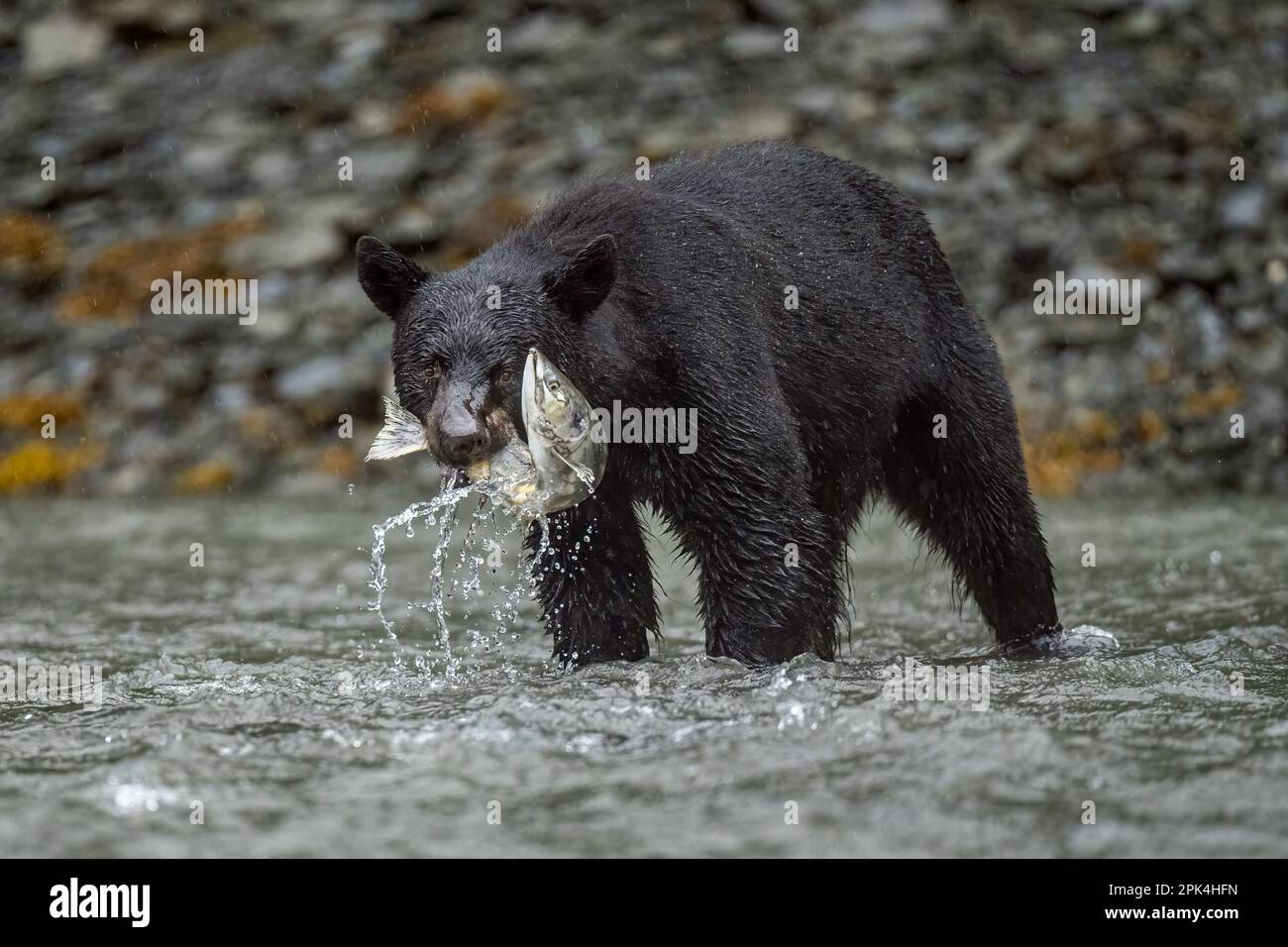 Black Bear angeln Stockfoto