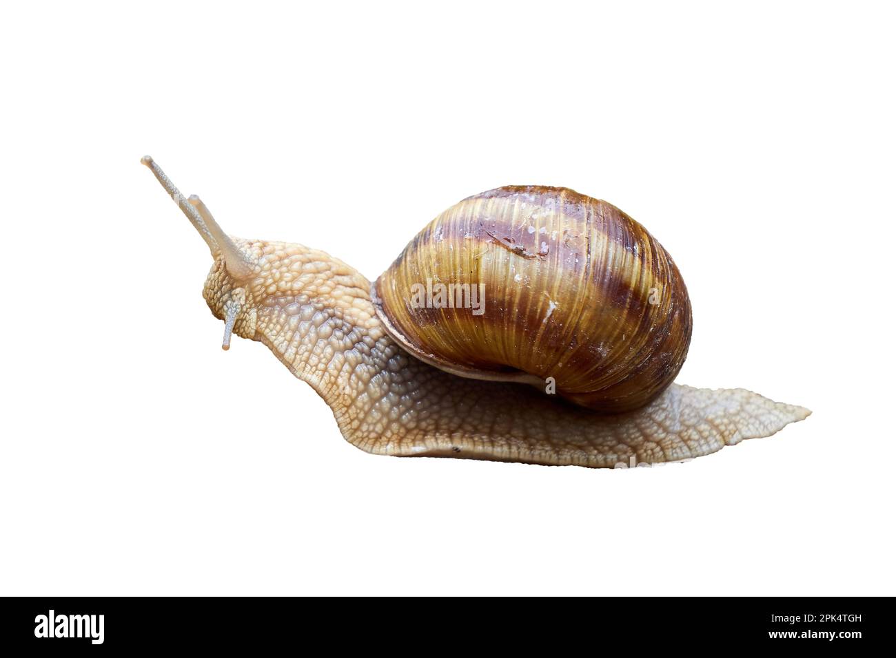 Schnecke auf weißem Hintergrund isoliert ( Helix pomatia ) Stockfoto