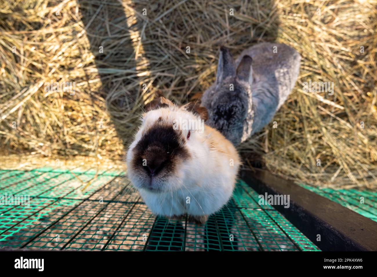 Ein Kaninchen in einem Käfig mit einem kleinen unten Stockfoto