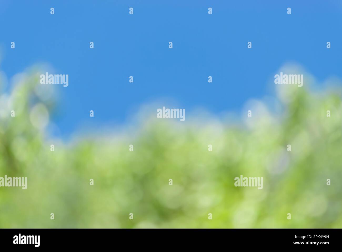 Horizontale Aufnahme und unscharfer blauer und grüner Frühlingshintergrund. Stockfoto