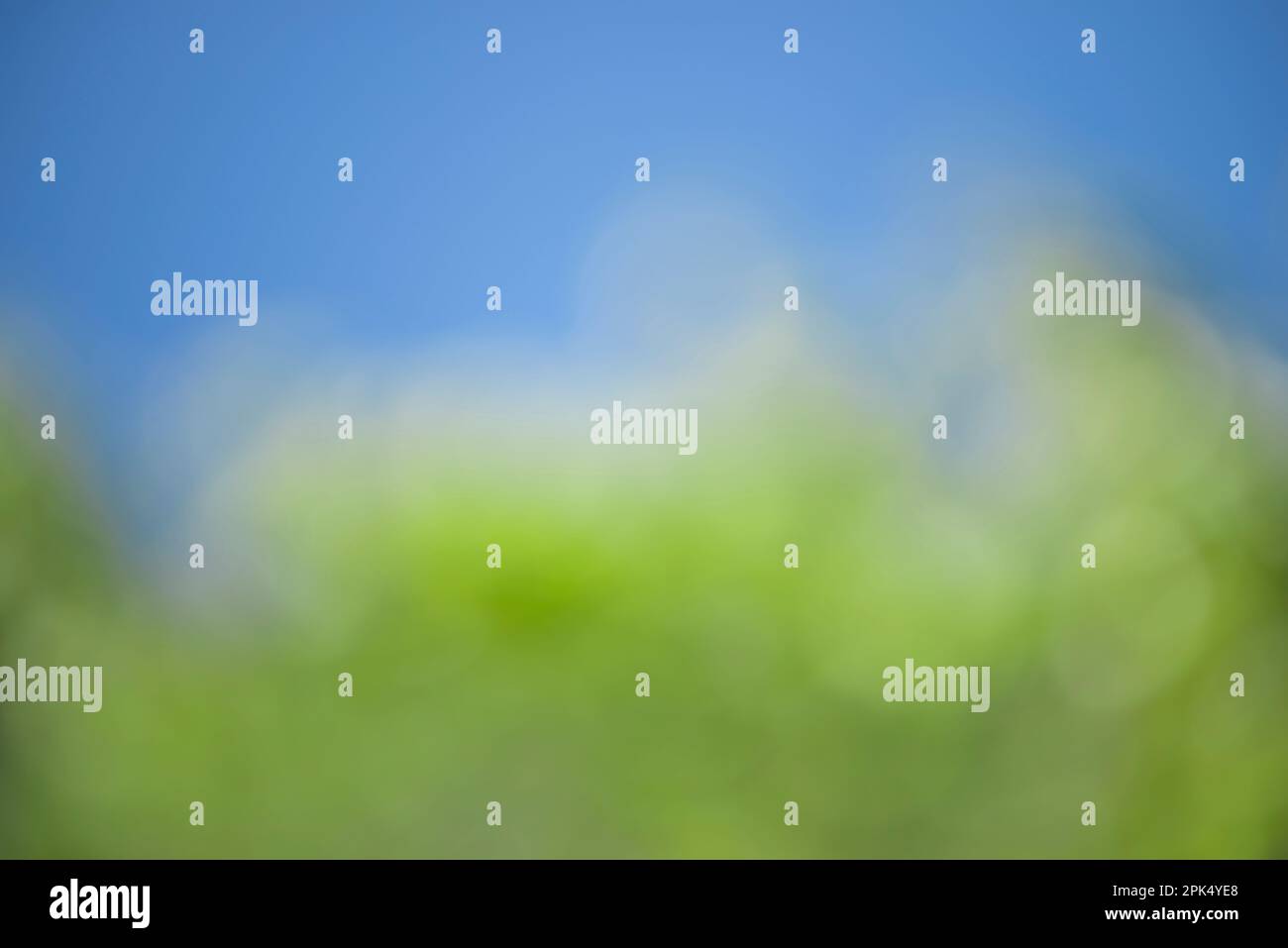 Horizontale Aufnahme von Frühlingsblau und Grün aus unscharfem Hintergrund mit Kopierbereich. Stockfoto