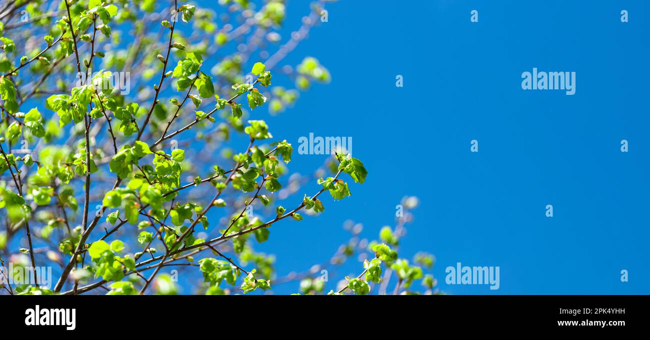 Horizontaler Schuss von angehenden Ästen im Frühling vor einem klaren blauen Himmel mit Kopierraum. Stockfoto