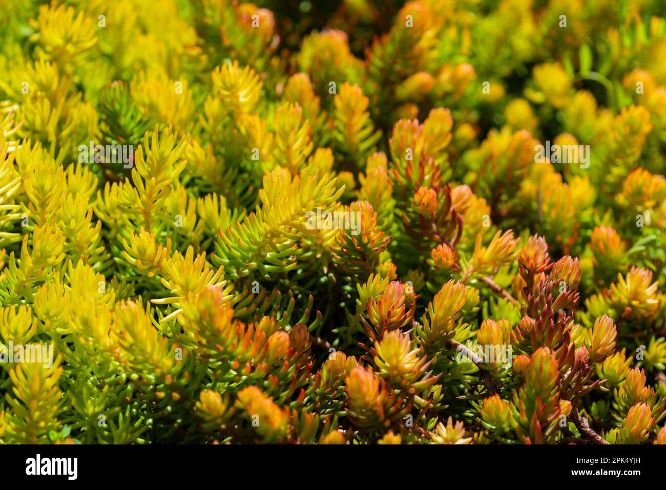 Horizontale Nahaufnahme einer schönen saftigen Bodenbedeckungspflanze aus Stonecrop. Stockfoto