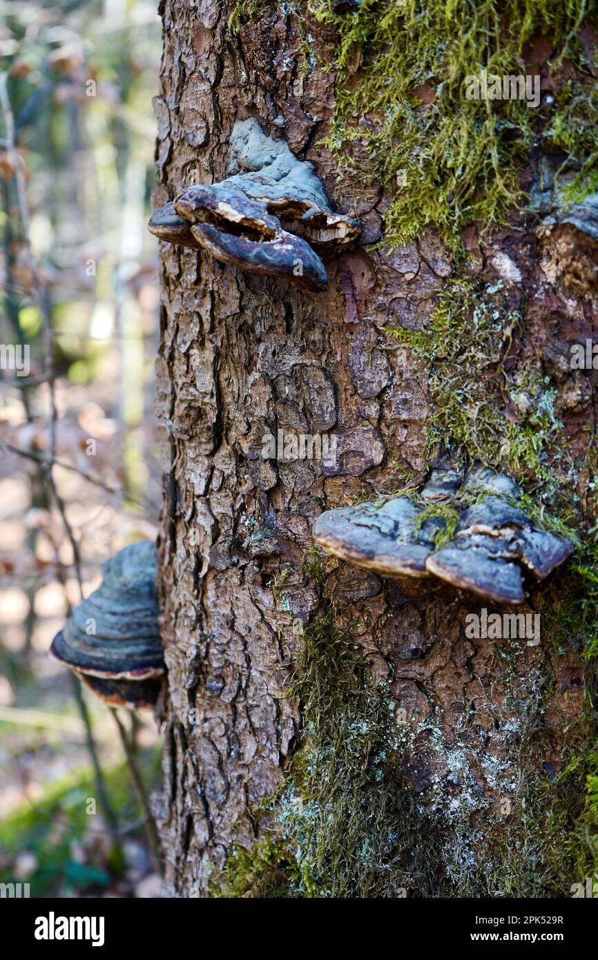 Pilze auf einem Baumstamm. Detailliertes Bild mit Waldhintergrund. Stockfoto