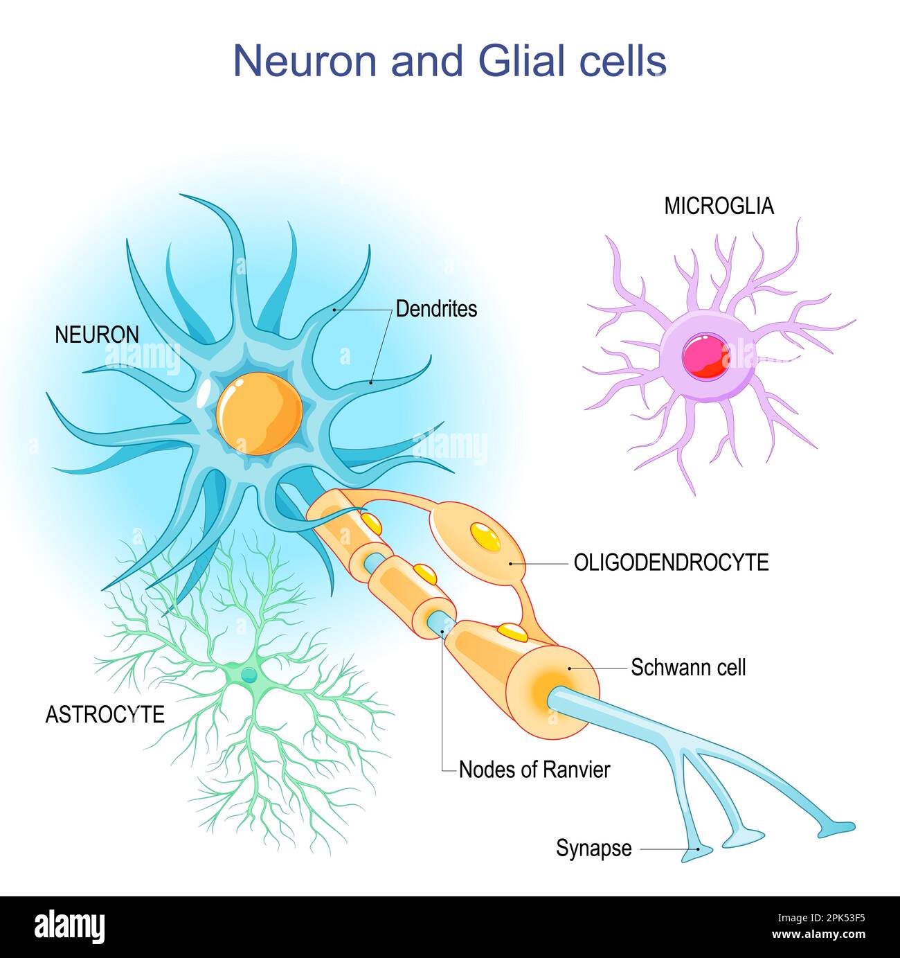 Neuron und Neuroglia. Struktur und Komponenten eines neurons: Dendriten, Synapsen, Axon, Myelinscheide, Ranviersche Knoten, Und Schwann-Zellen. Unterstützend Stock Vektor