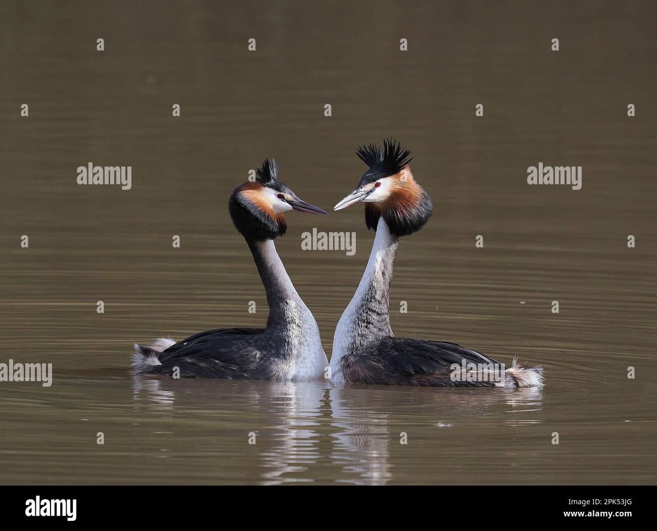 Auf einem lokalen Reservoir gab es mindestens 8 Paar große Kammmuscheln, was zu vielen Darstellungen und Interaktionen führte. Stockfoto