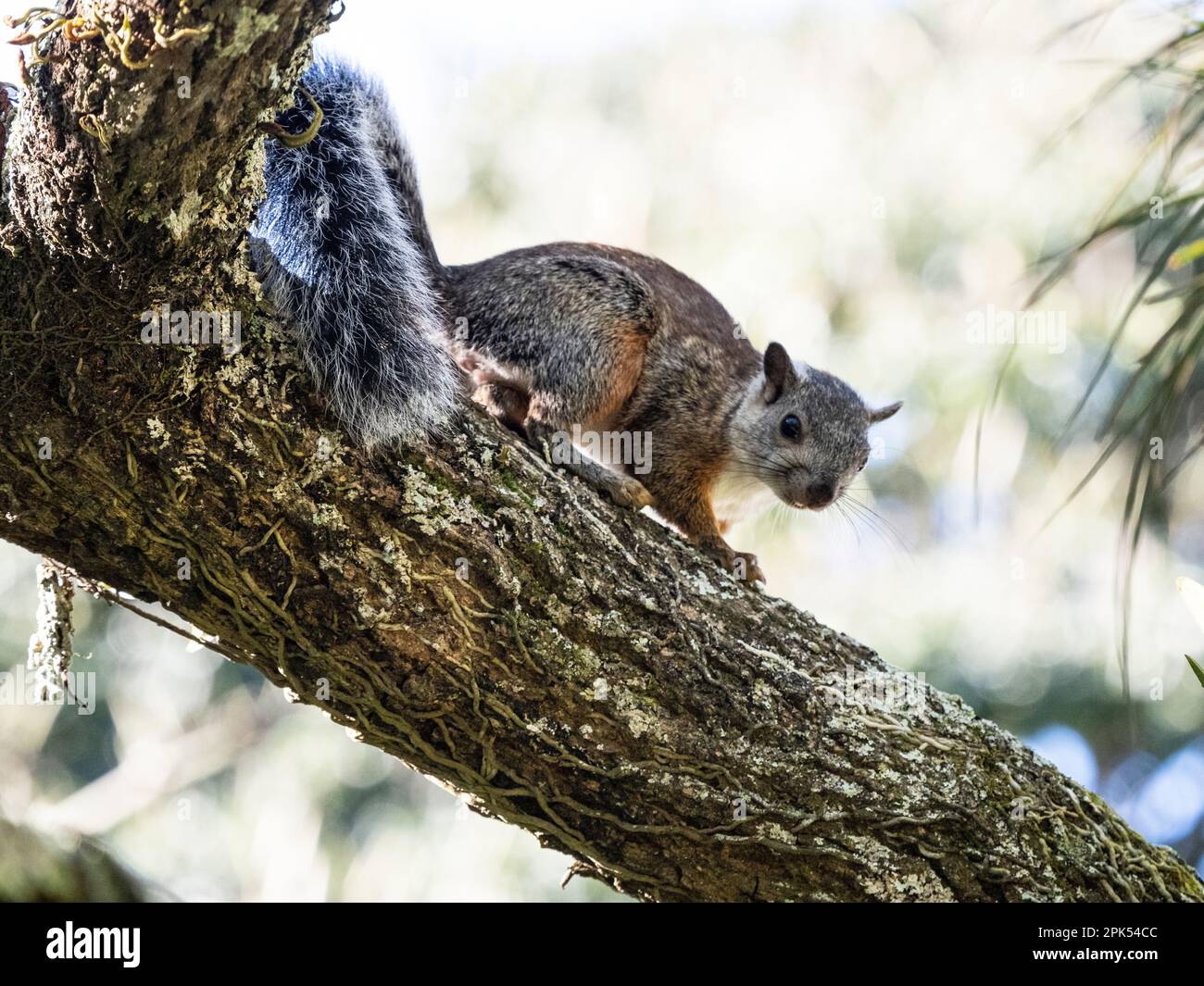 Eichhörnchenbüchse (Sciurus variegatoides rigidus) in Santo Domingo De Heredia, Costa Rica Stockfoto