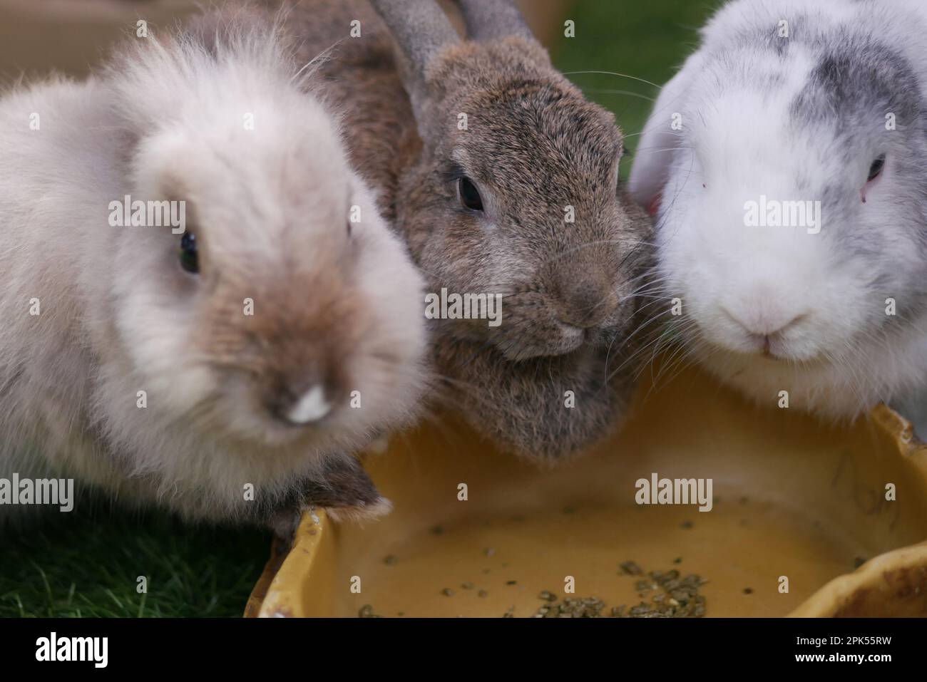 Ich Frage mich, ob Rabit Essen isst, Draufsicht Stockfoto
