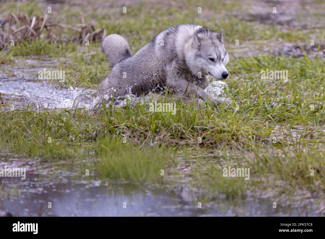 Der sibirische Hund (oder Wolf) spielt im Wasser, während er sich bewegt. Tag, Winter ohne Schnee. Tageslicht, keine Menschen. Stockfoto