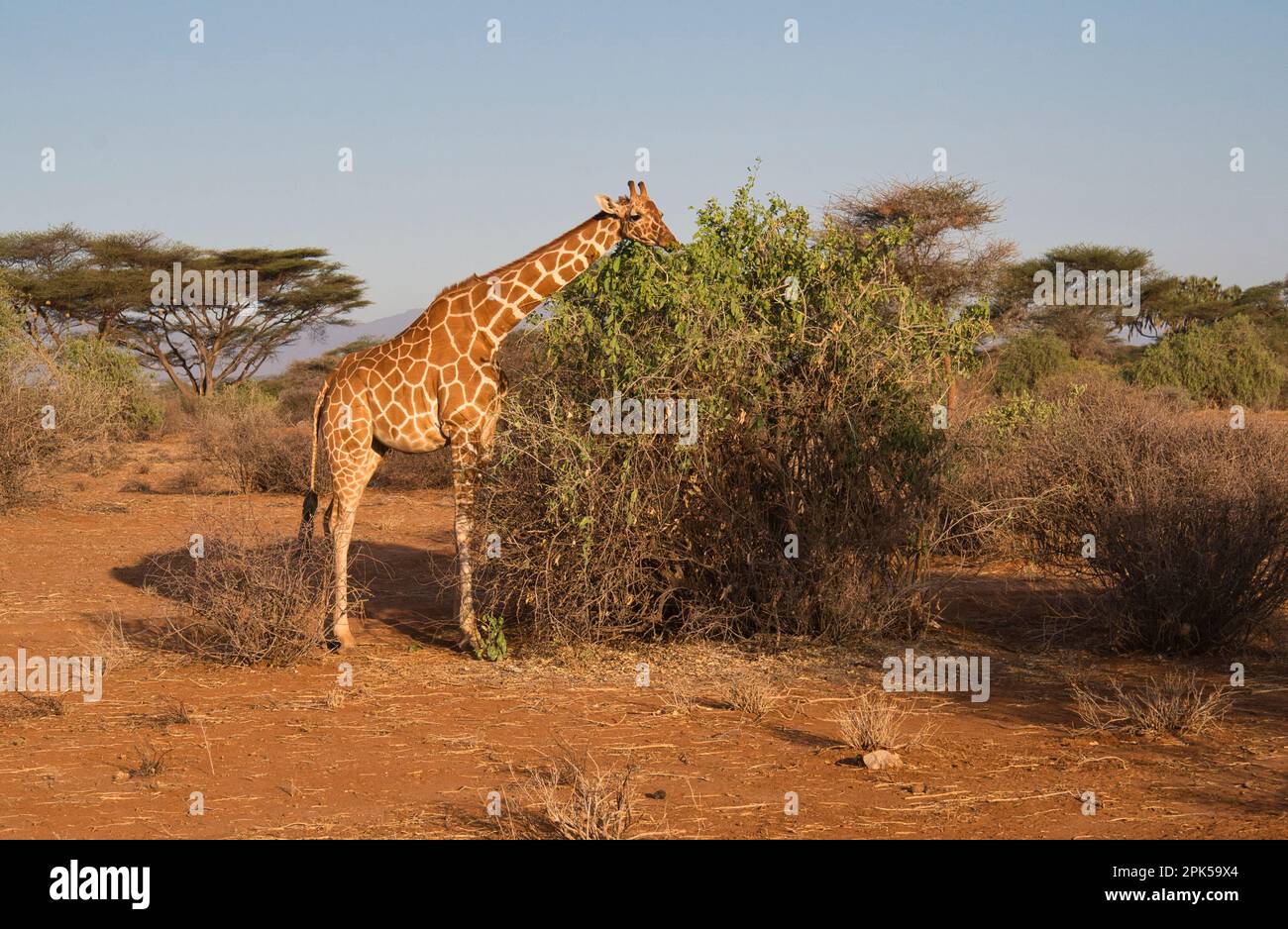 Giftgiraffen (Giraffa camelopardalis reticulata), die am frühen Morgen auf Blättern durchstöbern. Stockfoto