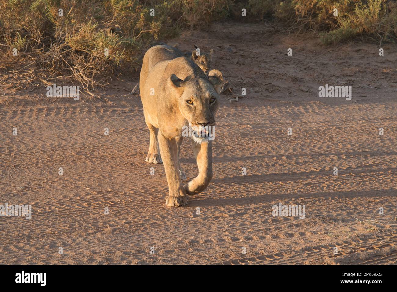 Löwe (Panthera leo) führt ihre Jungen über eine geschäftige Strecke im Samburu National Reserve, Kenia Stockfoto