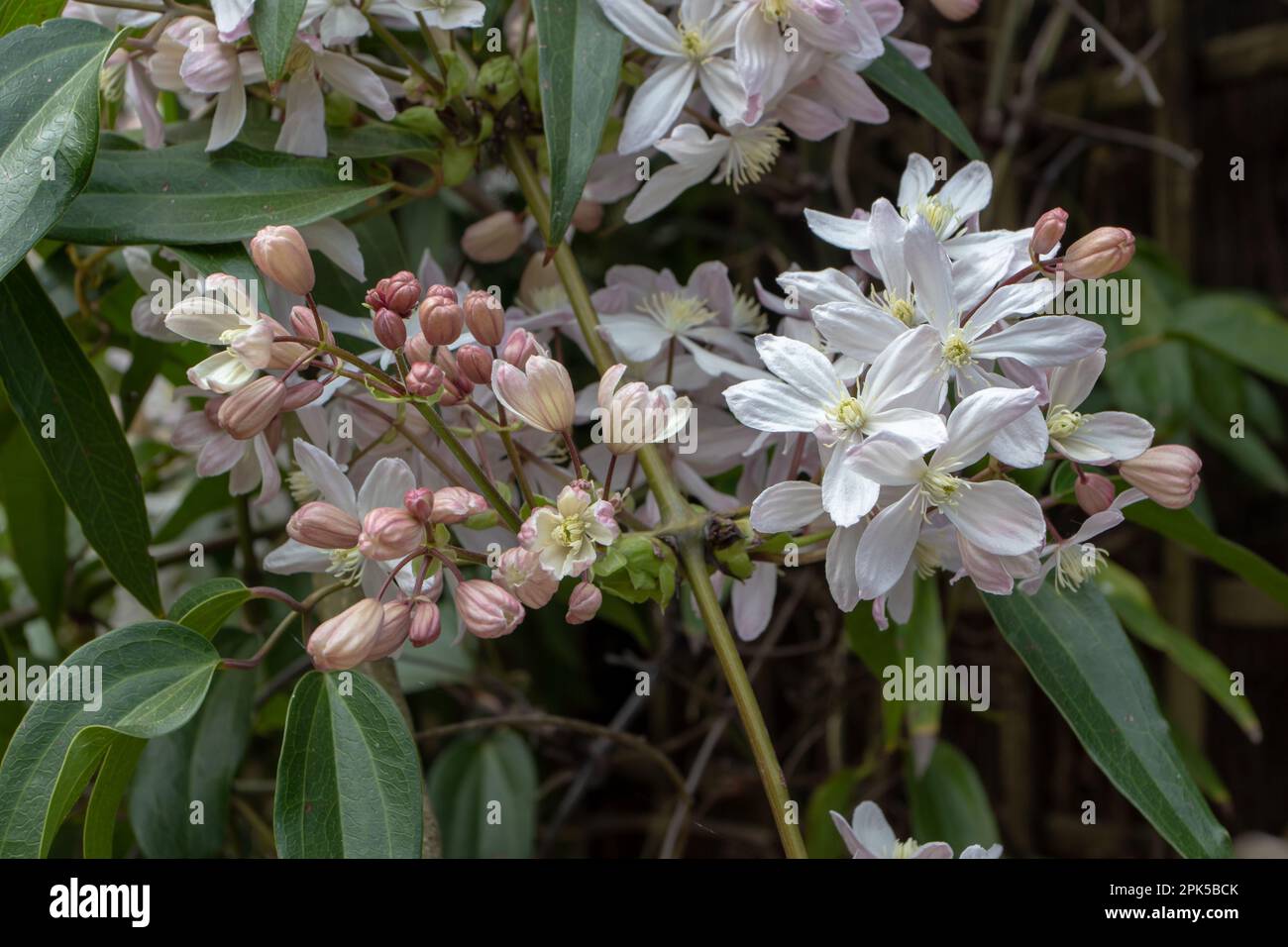 Clematis armandii oder Armand clematis oder immergrüne Clematis weiße rosa Blumen und Knospen. Blühende Kletterpflanze. Stockfoto