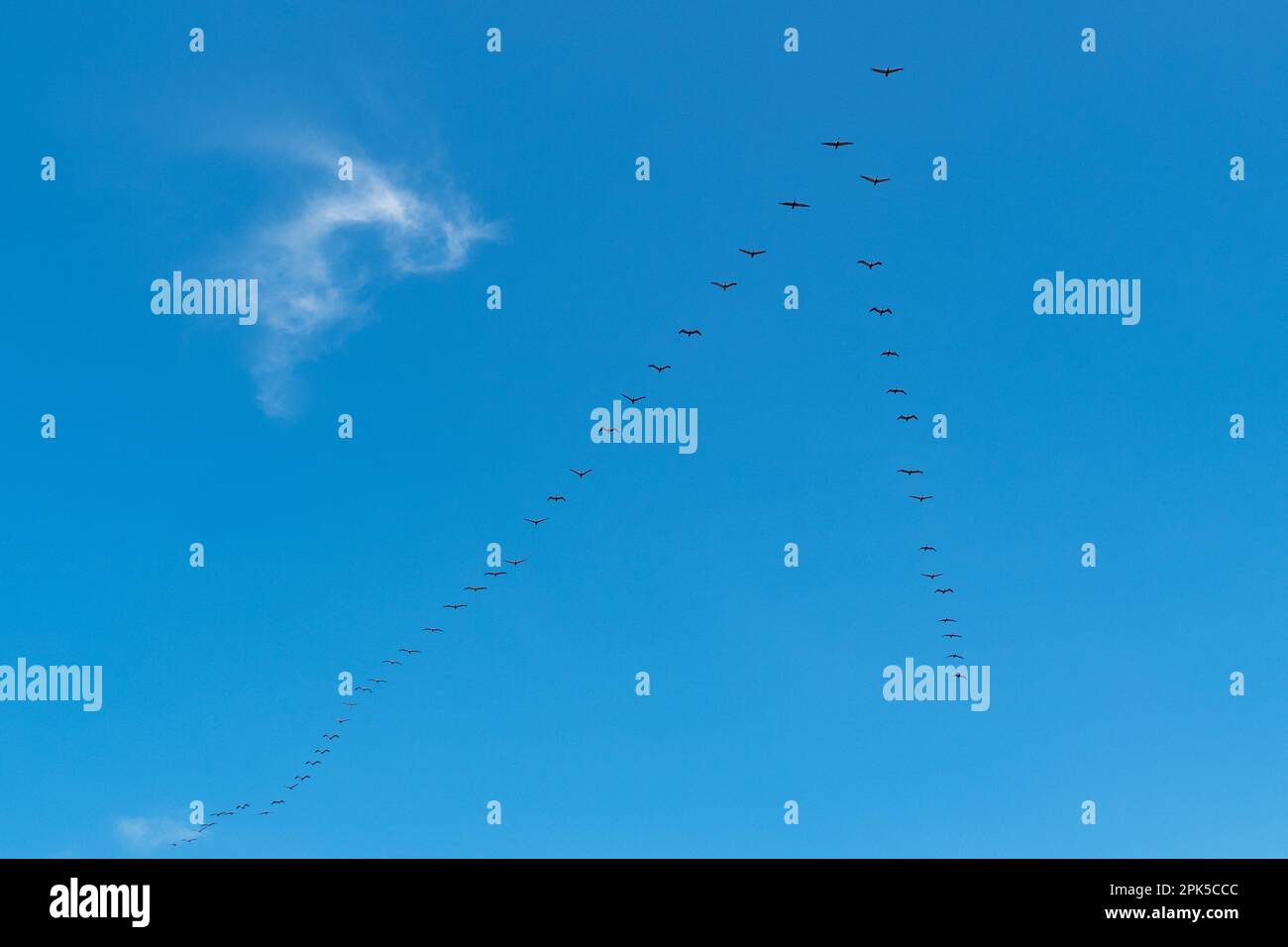 Zugvögel in Reiseposition am blauen Himmel in Costa Rica Stockfoto