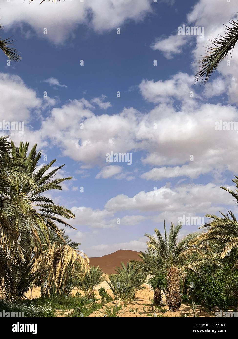 Sahara Wüste, Erg Chebbi Dünen, Marokko, Afrika: Palmenhain und Oase nahe Merzouga mit einer riesigen Sanddüne im Hintergrund Stockfoto
