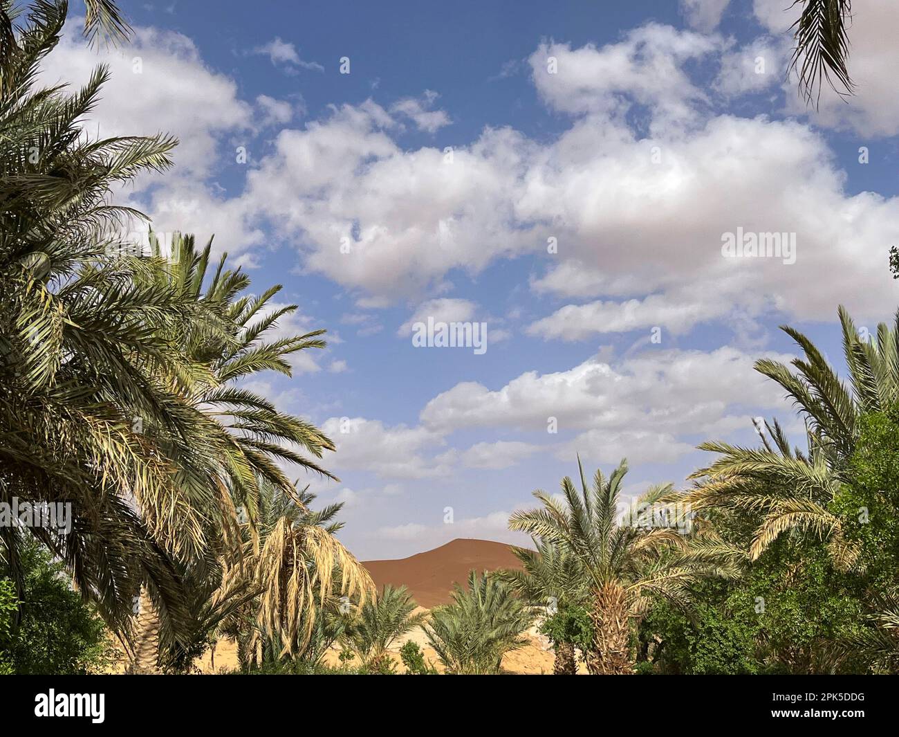 Sahara Wüste, Erg Chebbi Dünen, Marokko, Afrika: Palmenhain und Oase nahe Merzouga mit einer riesigen Sanddüne im Hintergrund Stockfoto