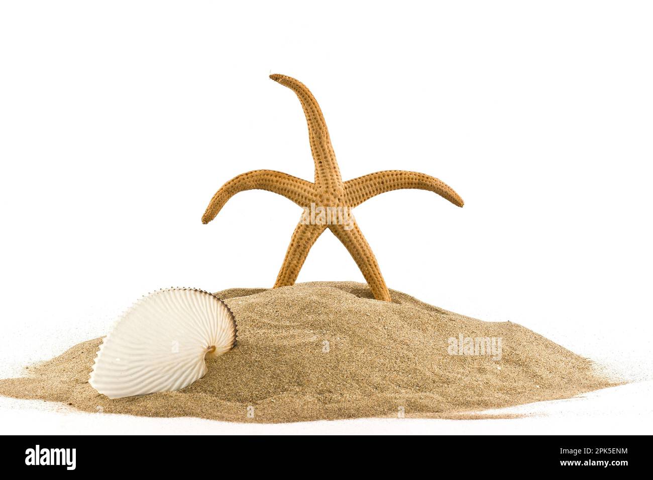 Seesterne stehen im Sand und leere Muscheln, sonnige Stimmung mit weißem Hintergrund. Stockfoto