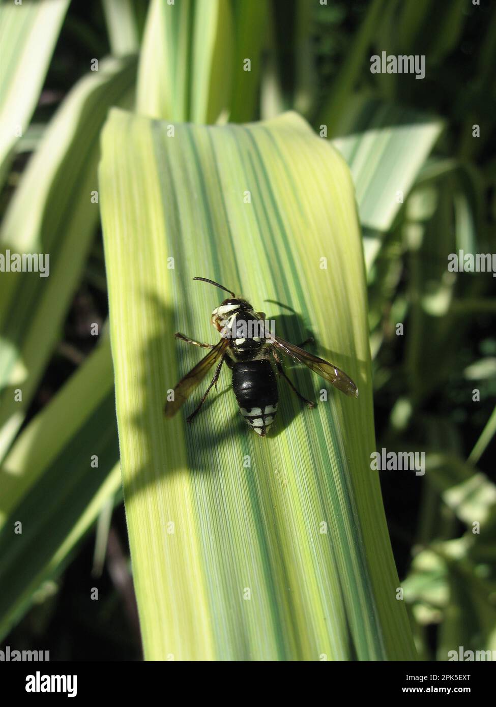 Eine glatzköpfige Hornet Dolichovespula maculata auf dem Blatt einer Arundo Donax Pflanze in einem Toronto Garten Stockfoto