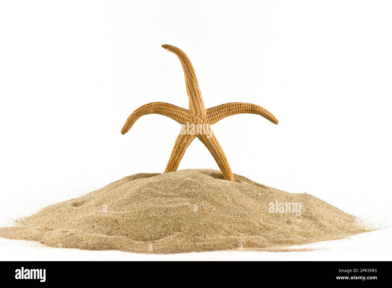 Seesterne stehen im Sand mit leeren Muscheln und Seeigel, sonnige Stimmung mit weißem Hintergrund. Stockfoto