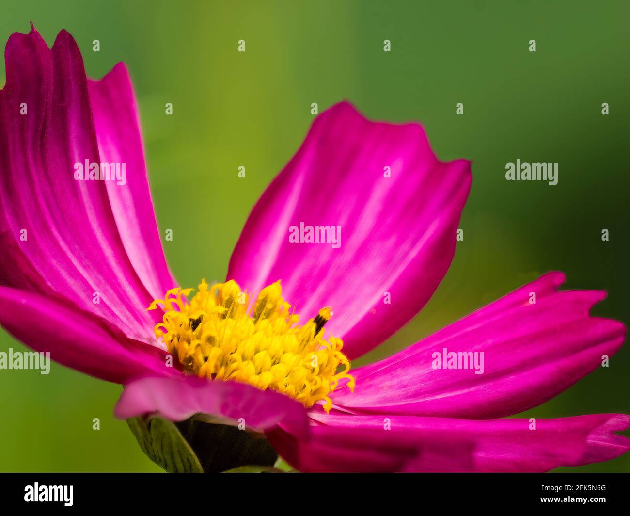 Nahaufnahme von Rosa Cosmos Blumen, Cosmos bipinnatus Stockfoto
