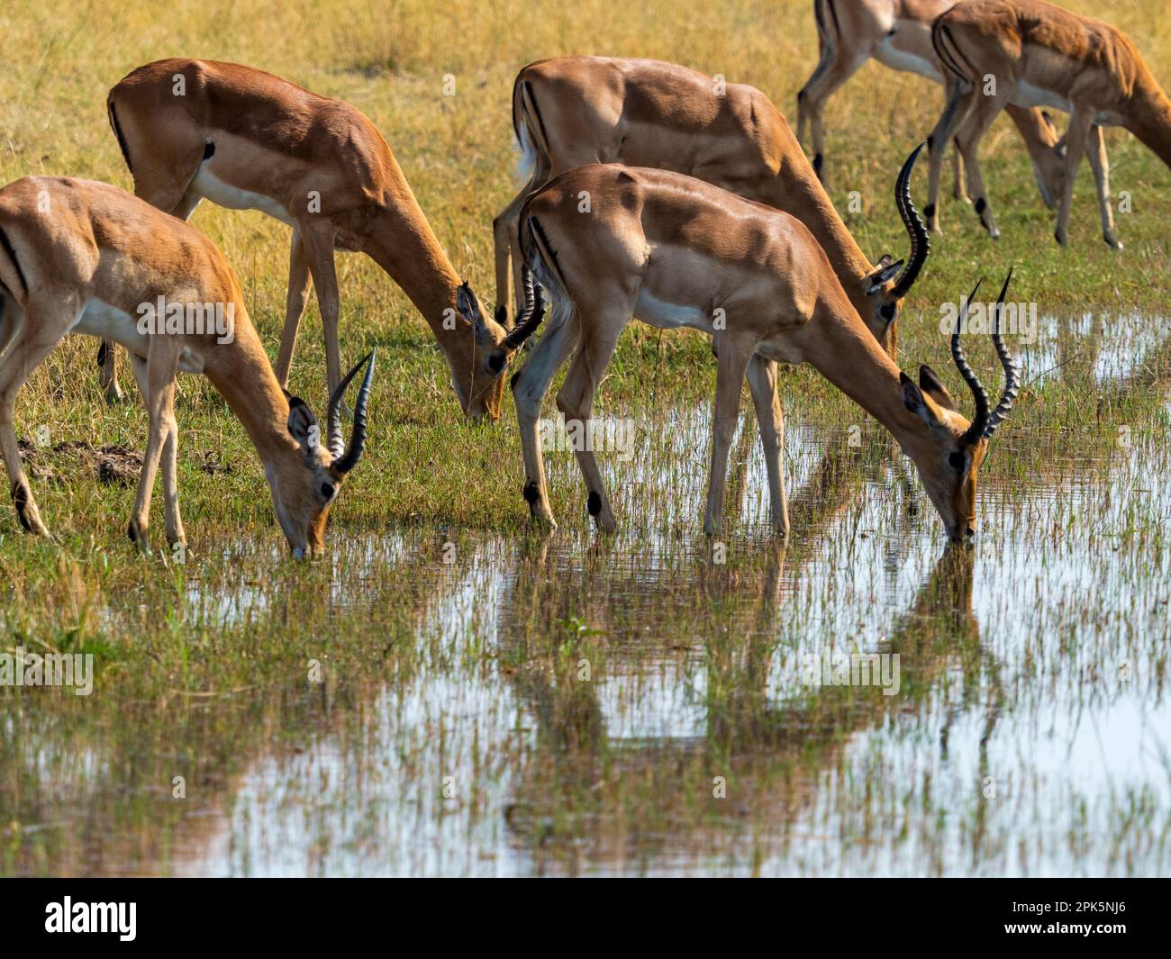 Impalas trinken am Rand des Wasserlochs, Sandibe-Konzession, Okavango Delta, Botsuana Stockfoto