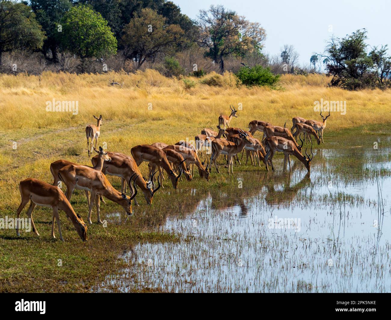 Impalas trinken am Rand des Wasserlochs, Sandibe-Konzession, Okavango Delta, Botsuana Stockfoto