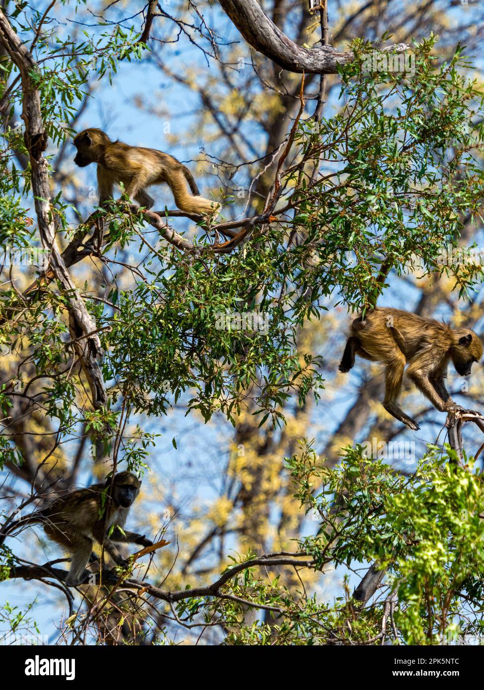 Drei junge Paviane im Baum, Sandibe-Konzession, Okavango-Delta, Botsuana Stockfoto