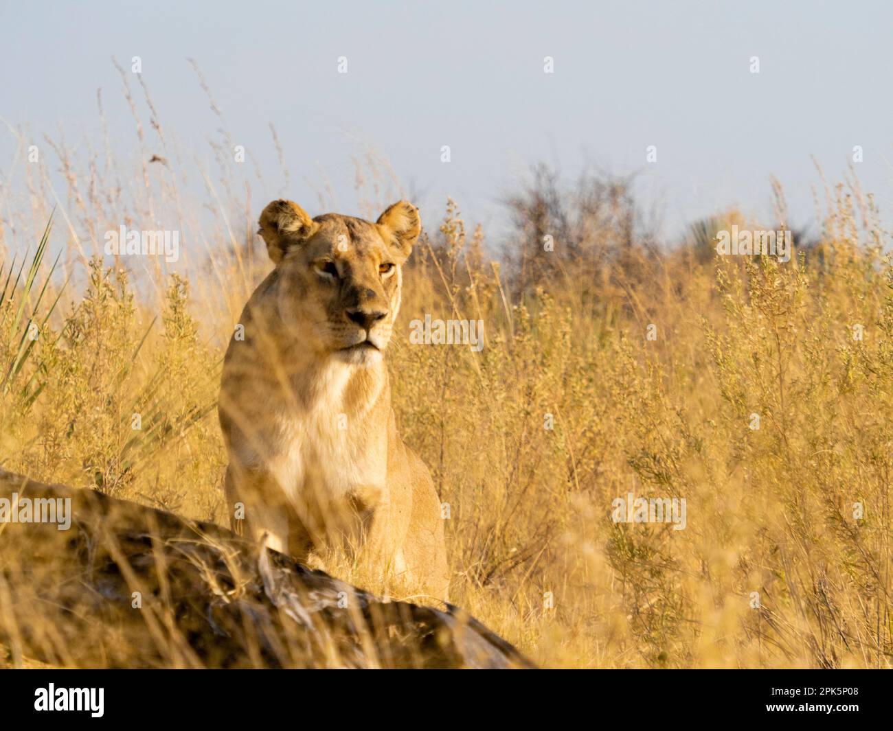 Löwin im Gras, Sandibe-Konzession, Okavango Delta, Botsuana Stockfoto
