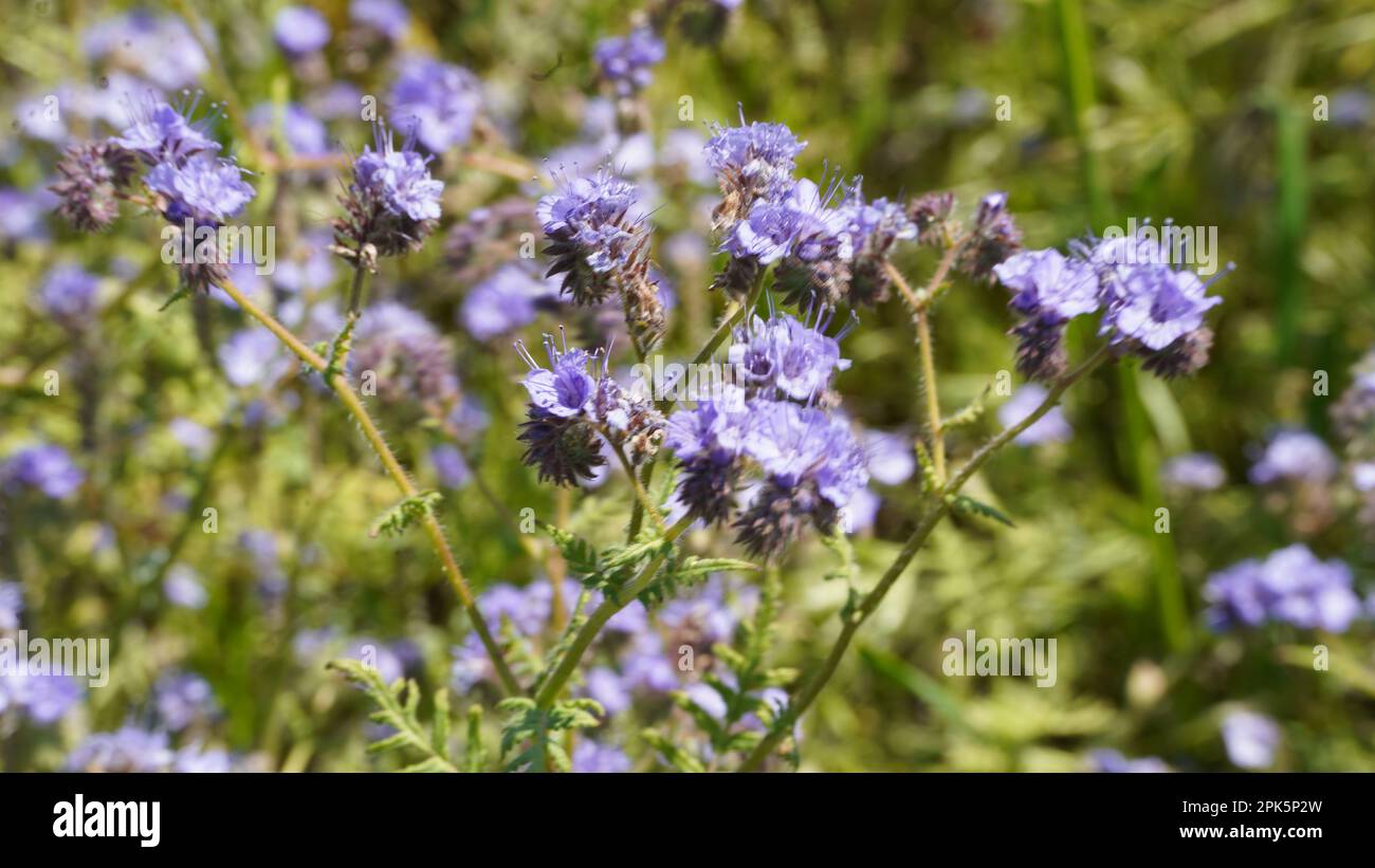 Wo die Wildblumen sind. Stockfoto