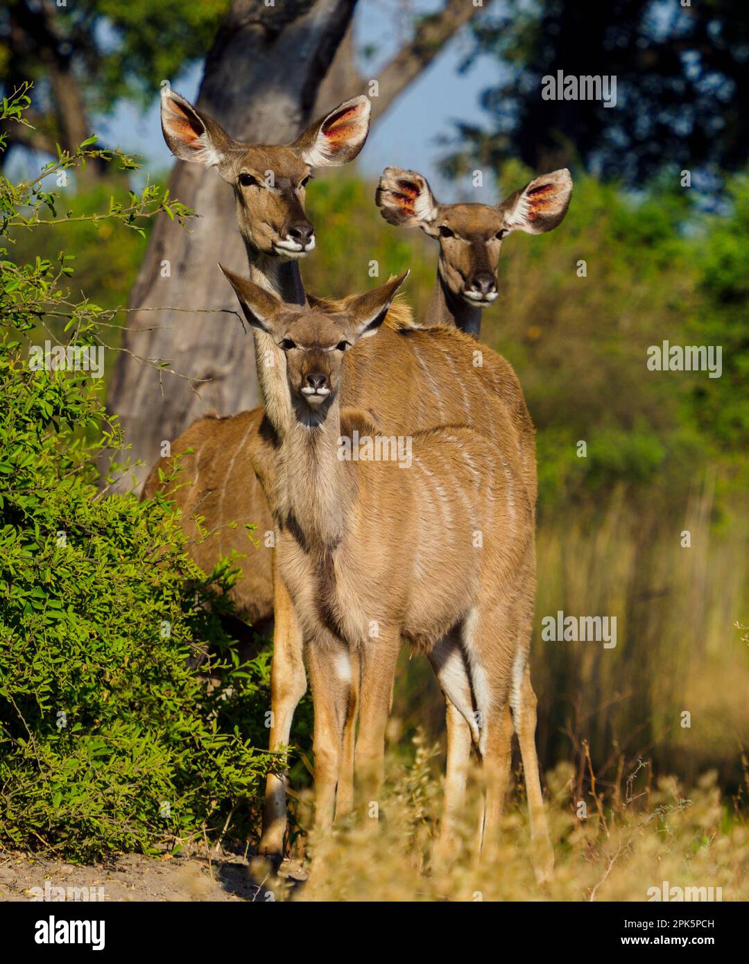 Kudus, Duba Plains, Kwedi Reserve, Botsuana Stockfoto
