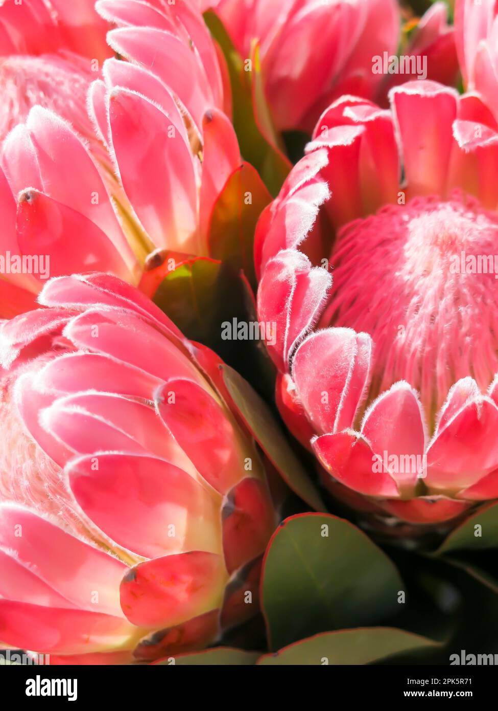 Protea Flowers in Bloom an einem sonnigen Tag Stockfoto