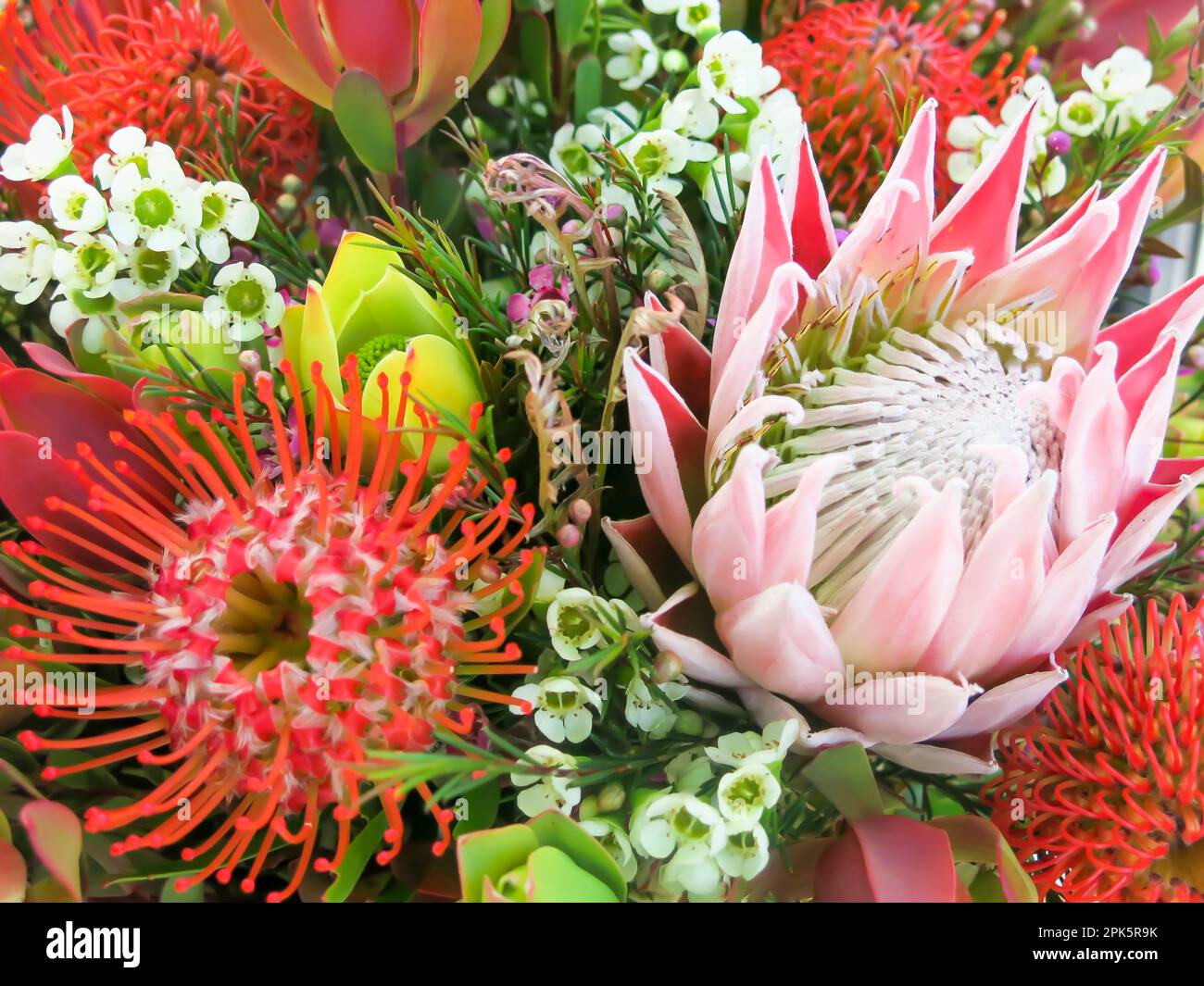Protea Flowers in Bloom an einem sonnigen Tag Stockfoto