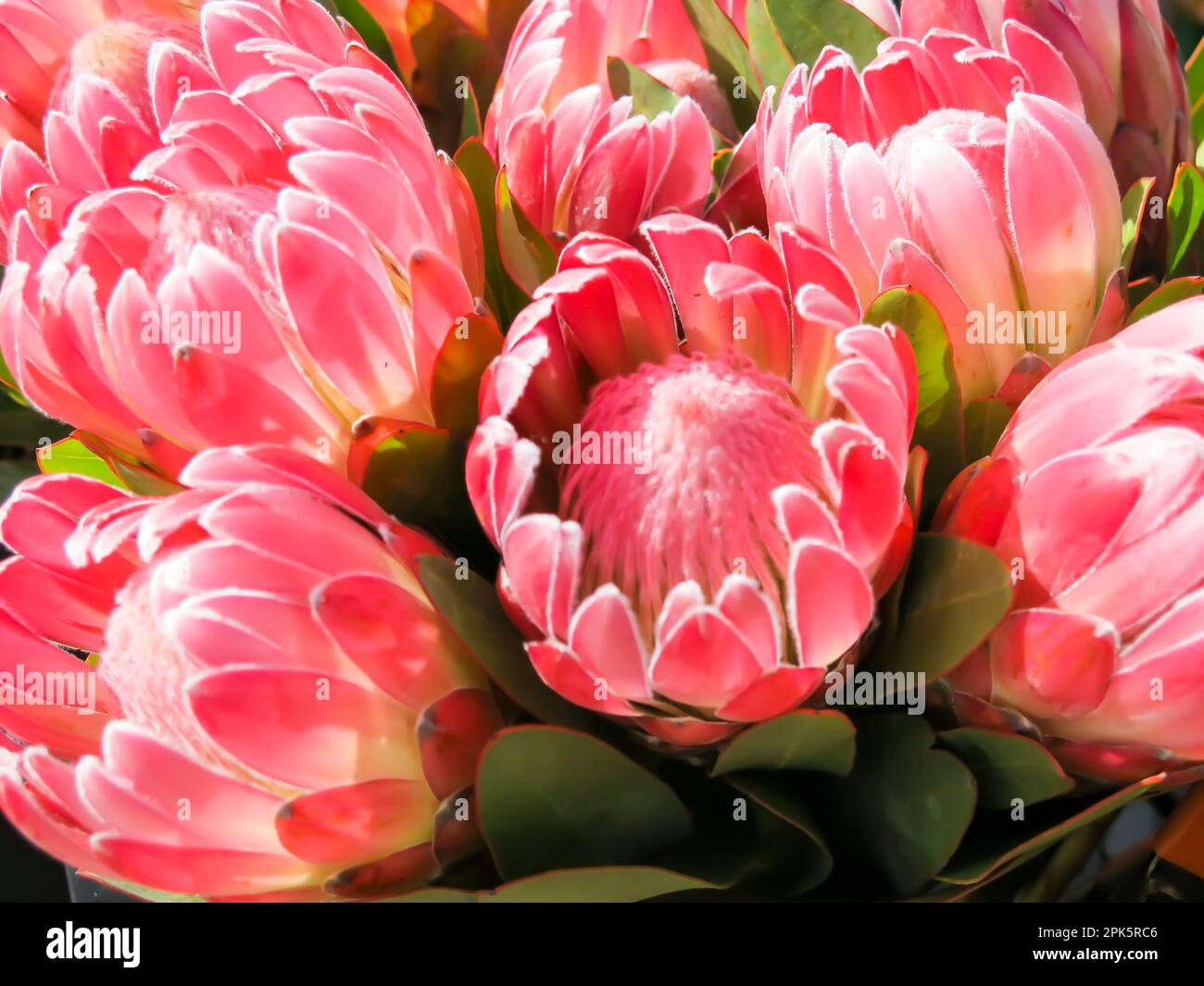 Protea Flowers in Bloom an einem sonnigen Tag Stockfoto