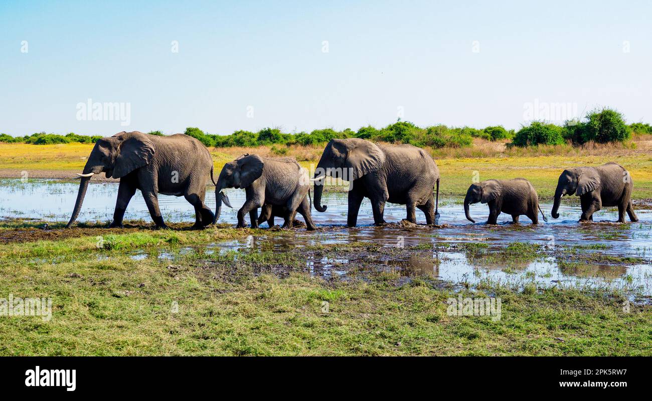 Elefanten überqueren Wasserloch, Duba Plains, Kwedi Reserve, Okavango Delta, Botsuana Stockfoto