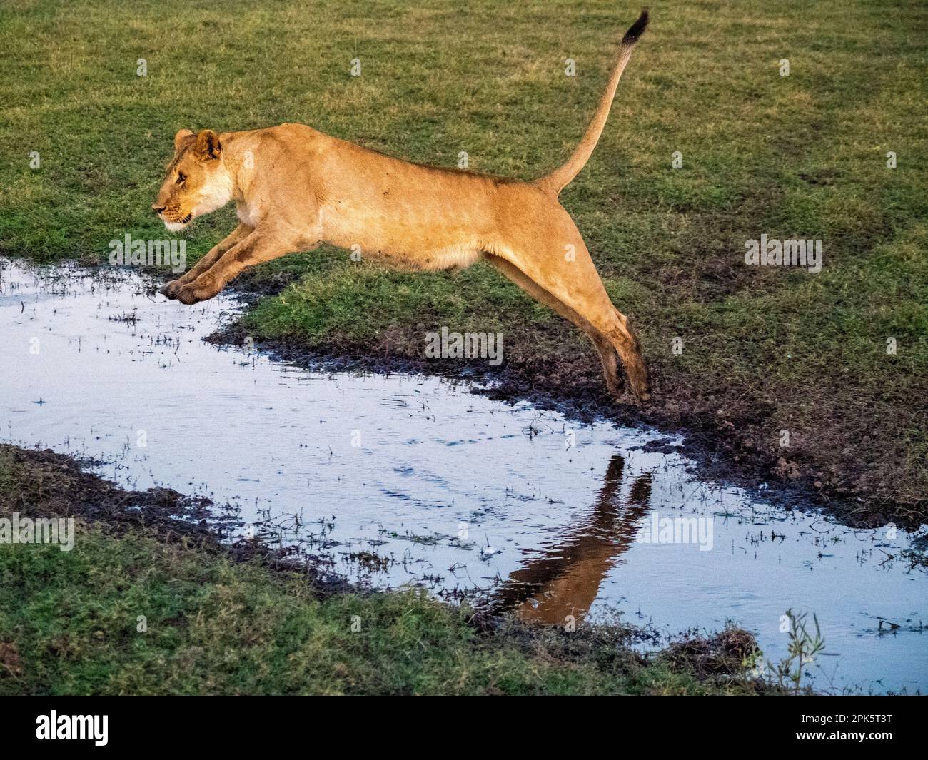 Lioness Jumping, Duba Plains, Kwedi Reserve, Okavango Delta, Botsuana Stockfoto