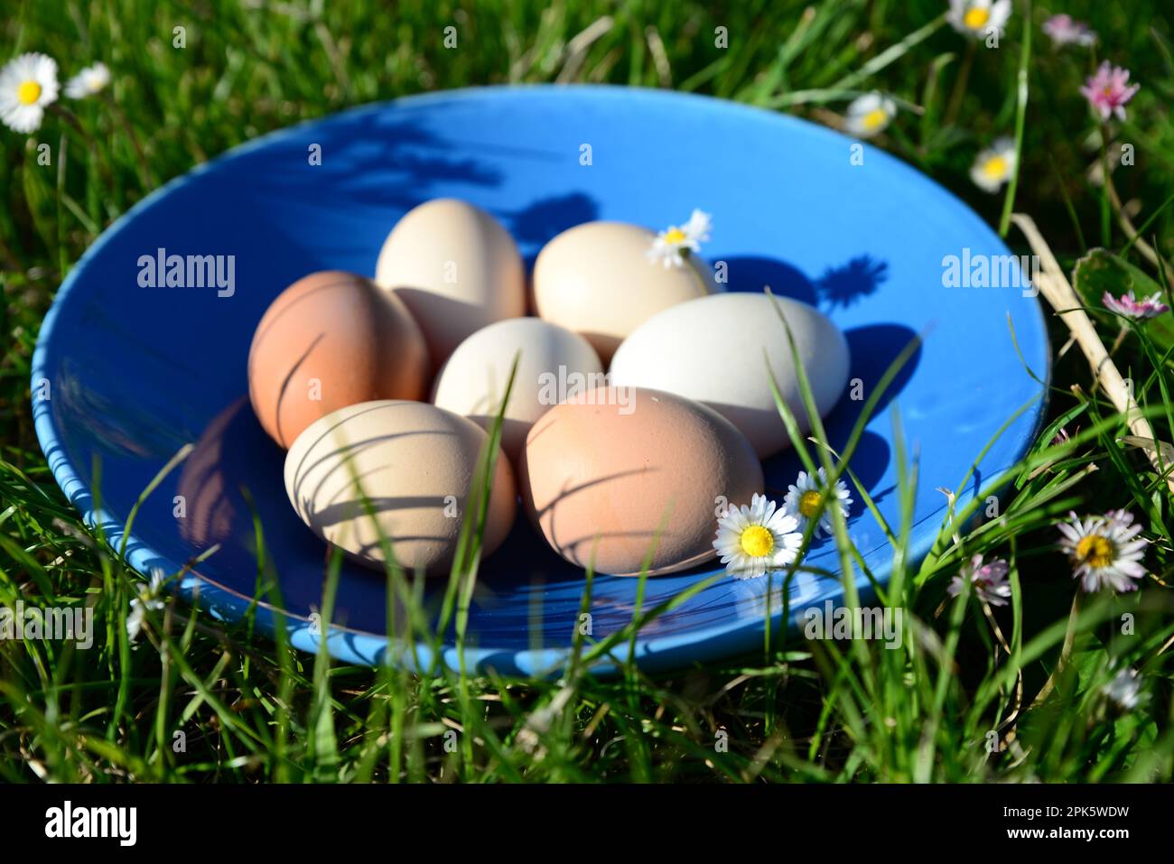 Teller mit verschiedenen Eiern auf grünem Gras draußen, Schließung Stockfoto
