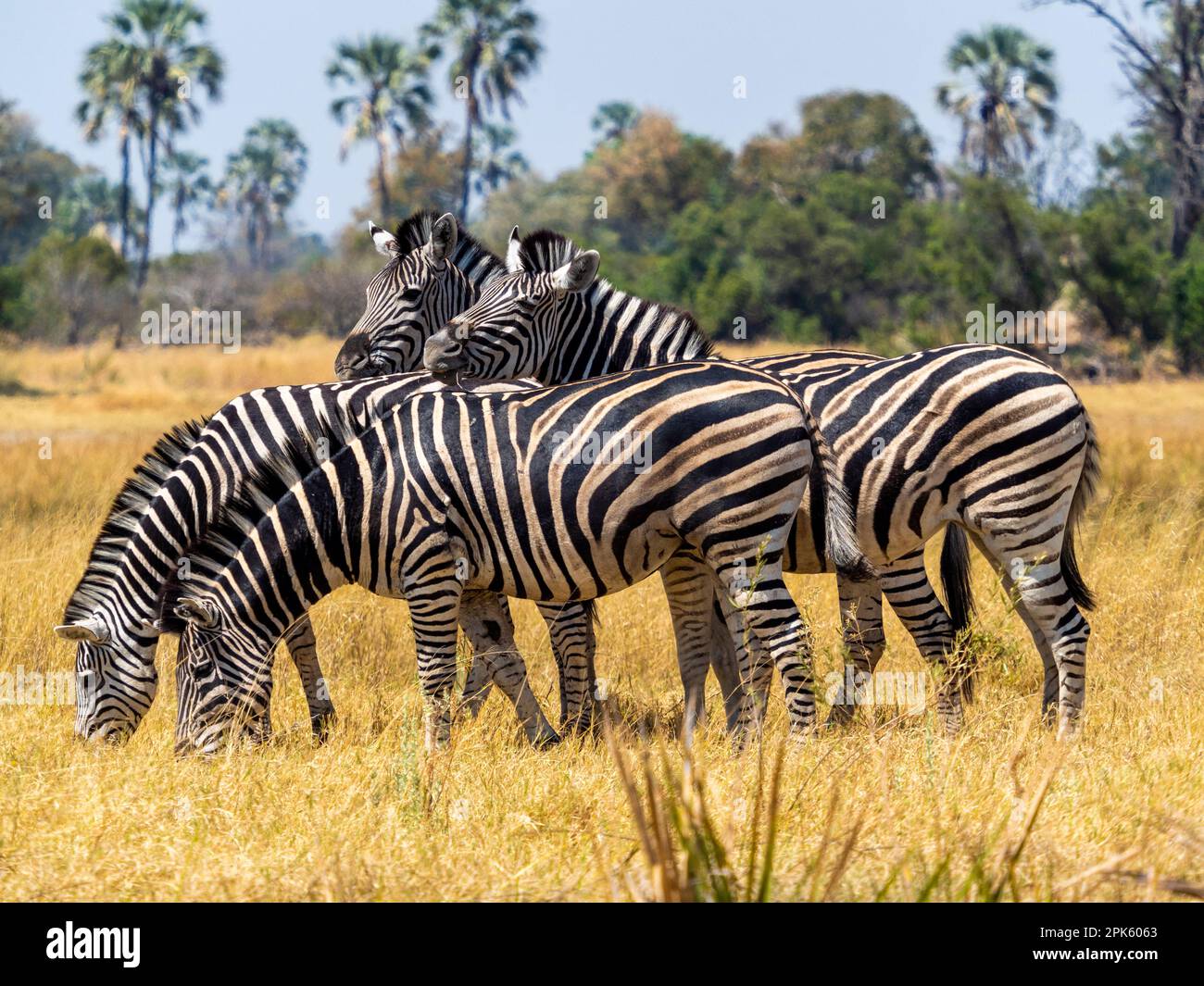 Vier Zebras, Sandibe-Konzession, Okavango Delta, Botswana Stockfoto