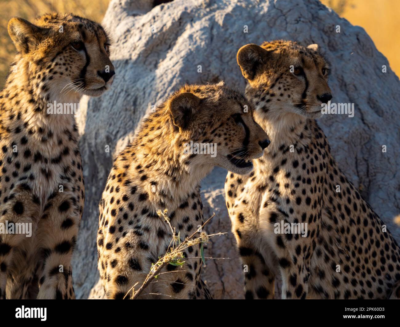 Drei Geparden, Sandibe-Konzession, Okavango Delta, Botswana Stockfoto