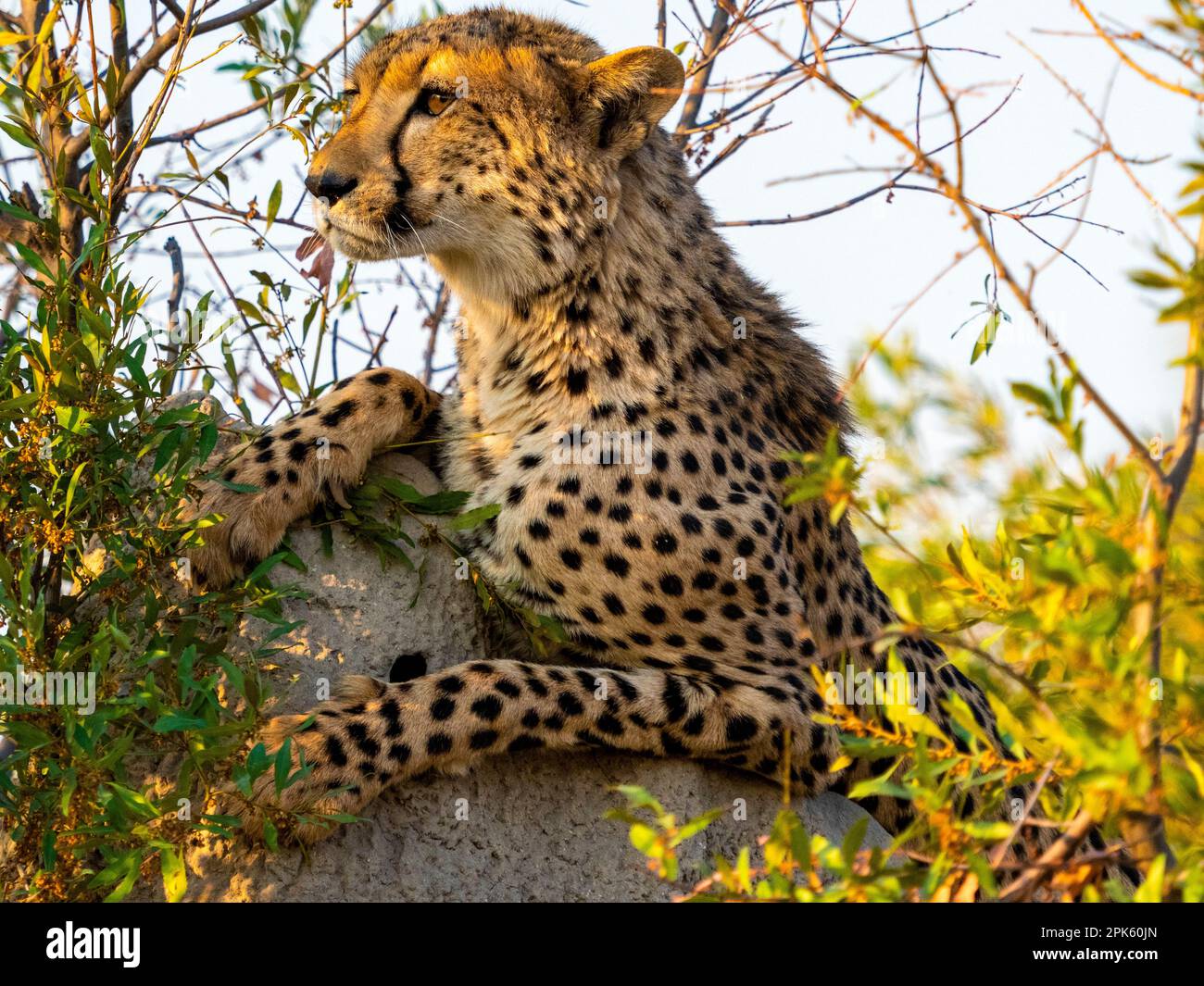 Gepardenporträt, Sandibe Konzession, Okavango Delta, Botsuana Stockfoto