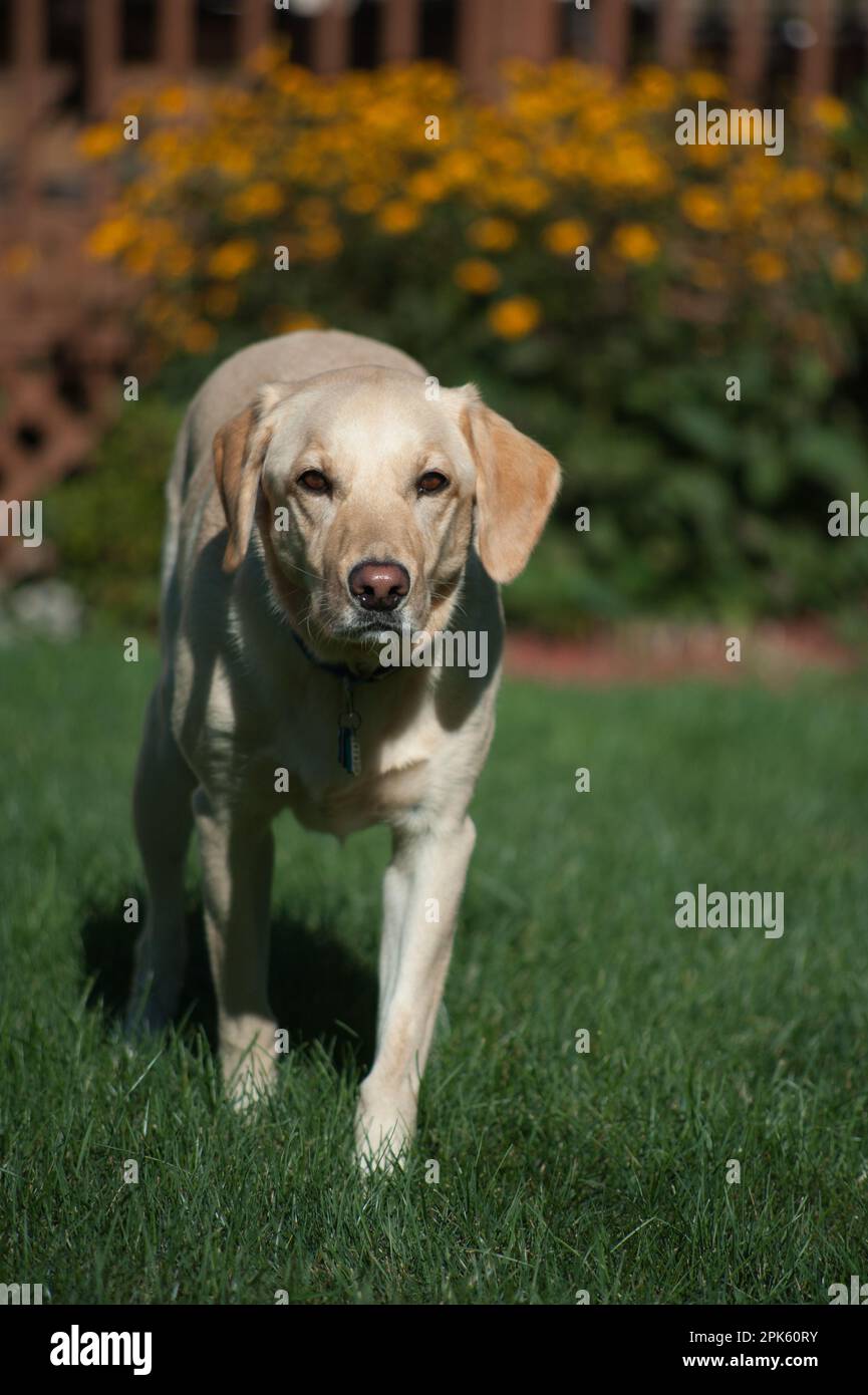 Gelber Labrador-Hund, der auf grünem Gras läuft Stockfoto