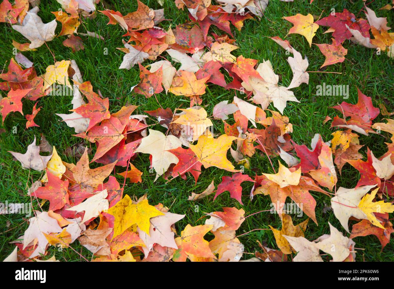 Bunte Blätter liegen im Gras Stockfoto