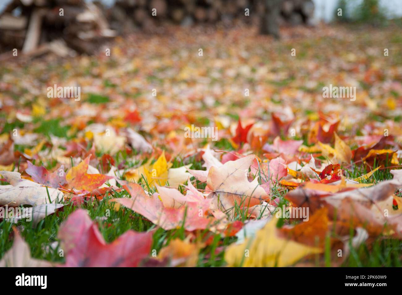 Bunte Blätter liegen im Gras Stockfoto