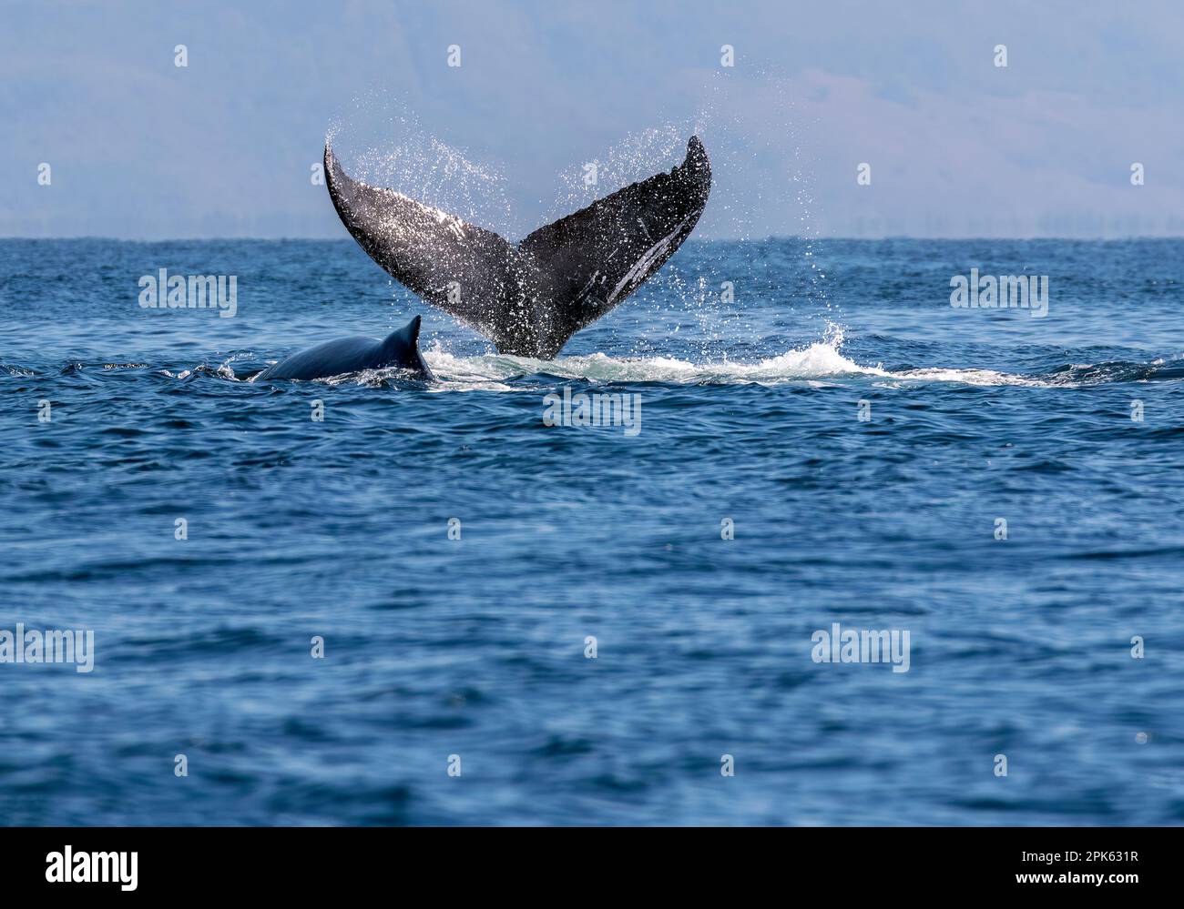 Der Schwanz eines Buckelwals, der die Oberfläche des Pazifischen Ozeans vor der Küste Mexikos durchbricht. Stockfoto