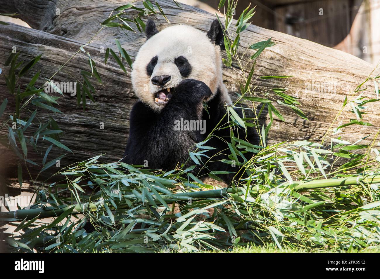 Der riesige Pandabär isst Bambus im National Zoo. Die vordere Pfote hält eine Schießerei in den Mund, der Mund ist offen. Washington, DC, USA Stockfoto