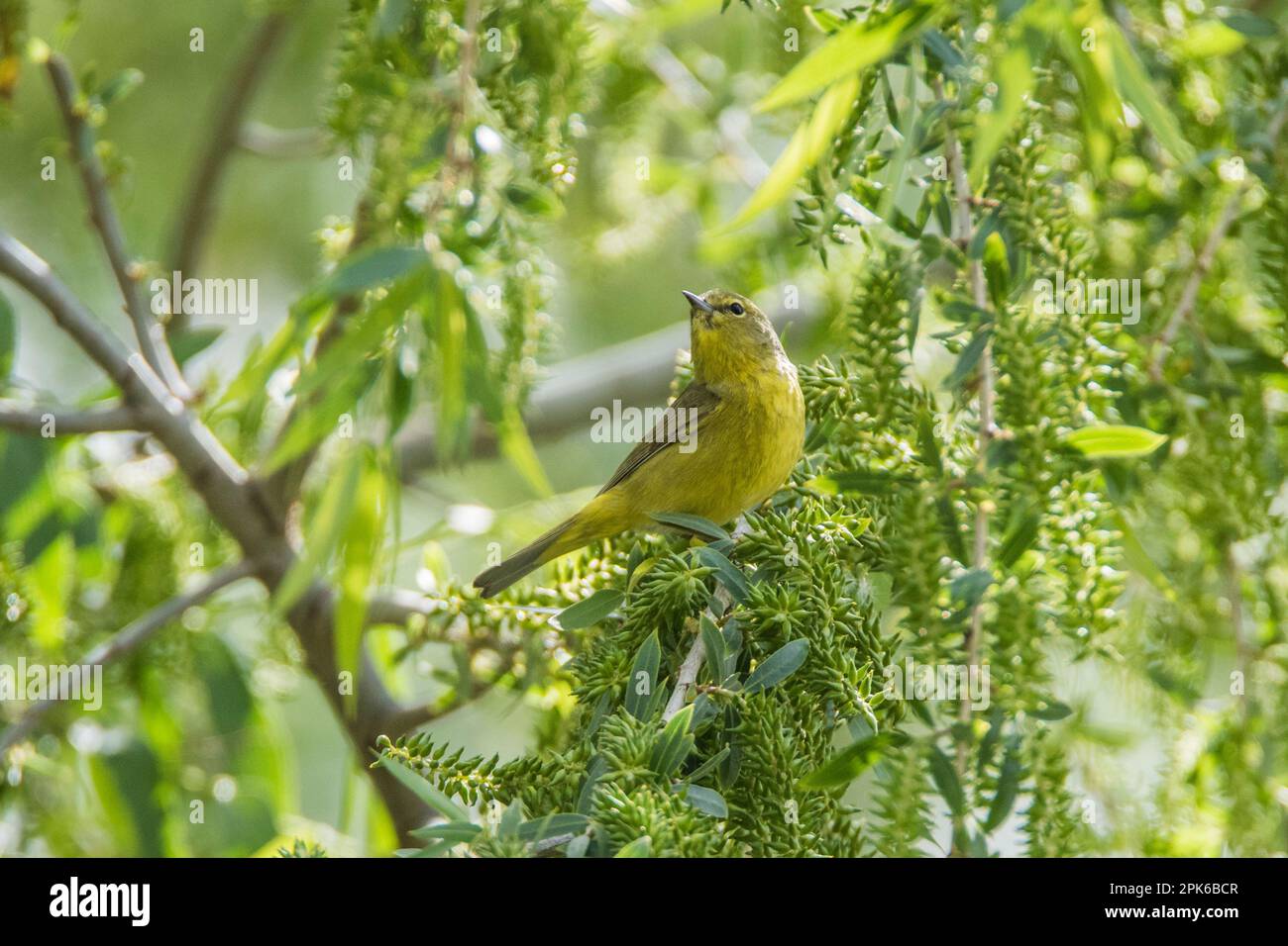 Warbler songbird mit Orangenkrone in Sweetwater Wetlands, Abwasserrückgewinnungsgebiet, Tucson, USA. Stockfoto