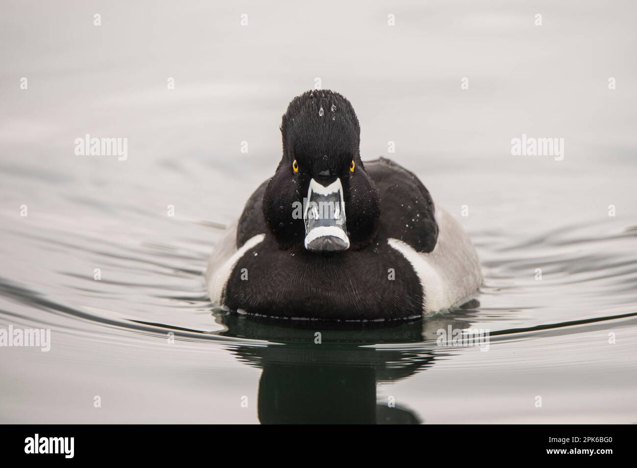 Männchen- oder drake-Ente mit Ringhalsausschnitt auf dem Wasser, Schwimmen, Augenhöhe, gut zur Identifizierung und für Porträts, Uferschutzgebiet auf der Water Ranch, Gilbert, AZ Stockfoto