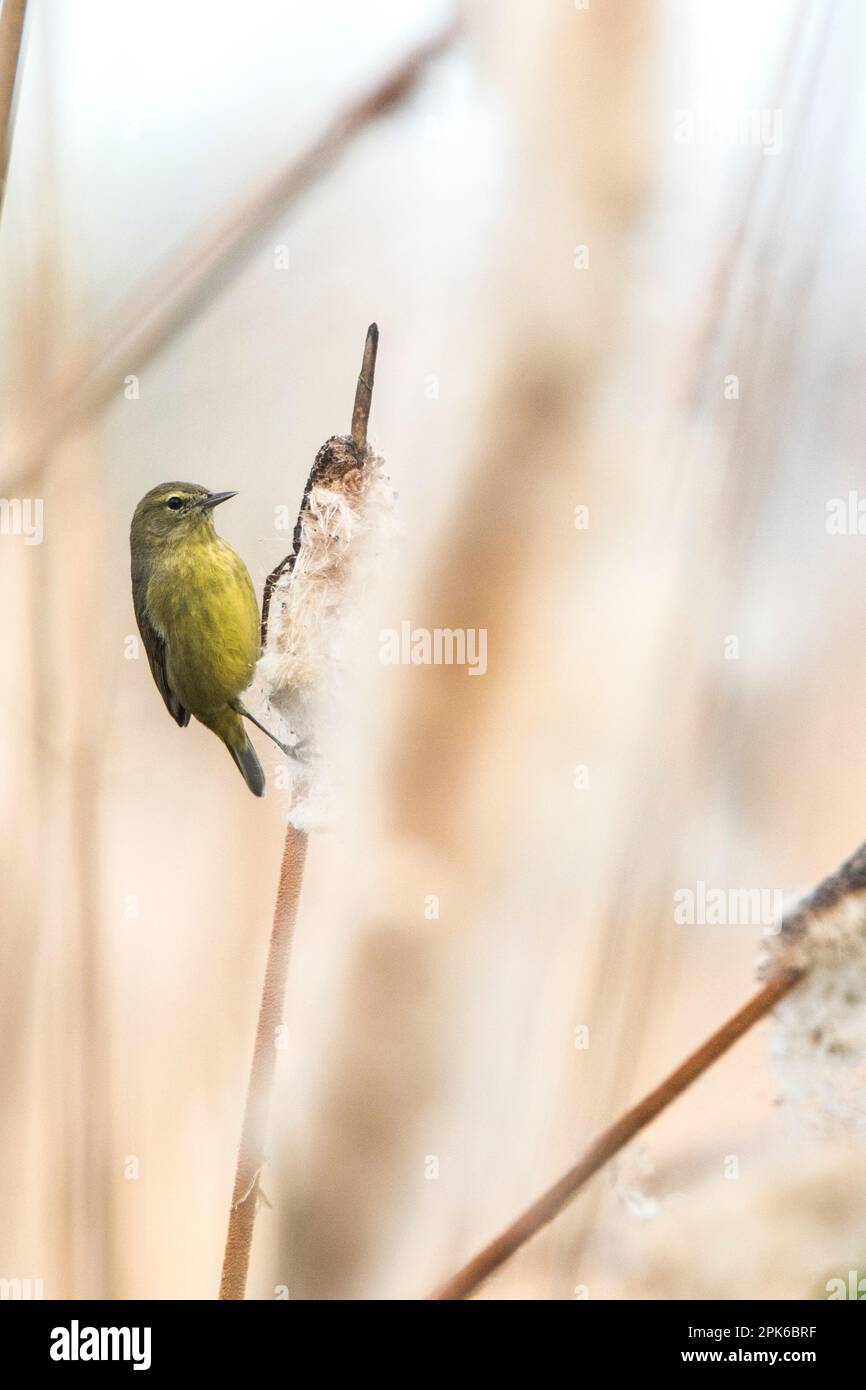 Warbler songbird mit Orangenkrone in Sweetwater Wetlands, Abwasserrückgewinnungsgebiet, Tucson, USA. Stockfoto