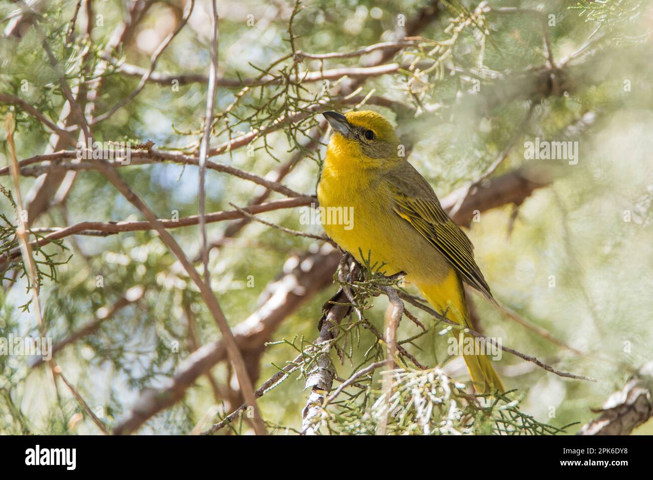 Ein weiblicher Lebertanager, hoch oben in einem Baum im Madera Canyon, Arizona, USA Stockfoto