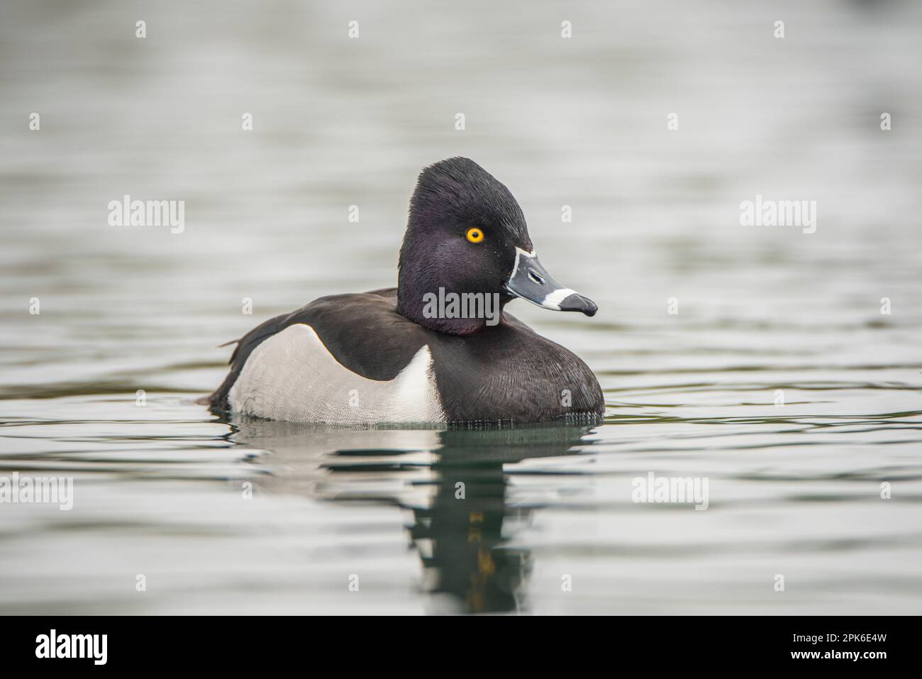 Männchen- oder drake-Ente mit Ringhalsausschnitt auf dem Wasser, Schwimmen, Augenhöhe, gut zur Identifizierung und für Porträts, Uferschutzgebiet auf der Water Ranch, Gilbert, AZ Stockfoto