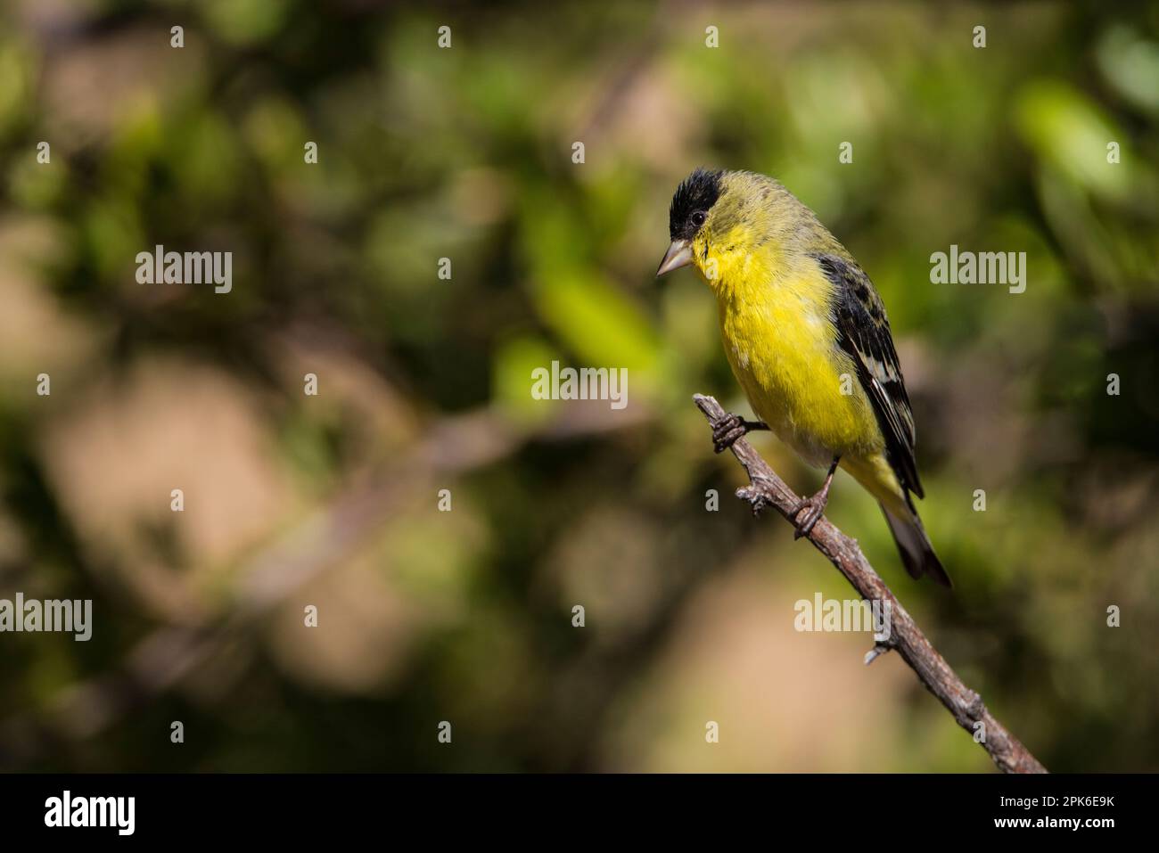 Ein männlicher kleiner Goldfink mit schwarzer Mütze sitzt am Stiel im Madera Canyon, Arizona, USA Stockfoto