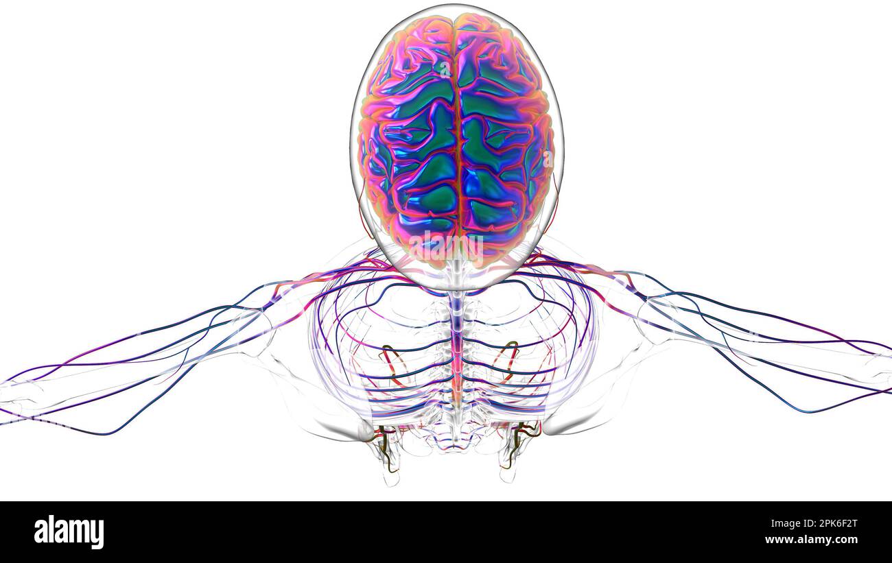 Menschliche Hirnanatomie für die medizinische Konzeptdarstellung 3D Stockfoto